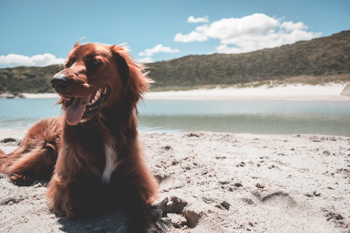zlatni labrador retriver leži na pješčanoj plaži u suncu