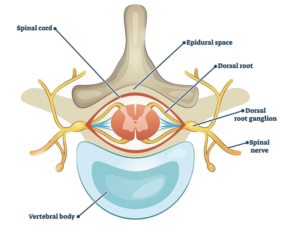 Nerves and structure of the verterbra