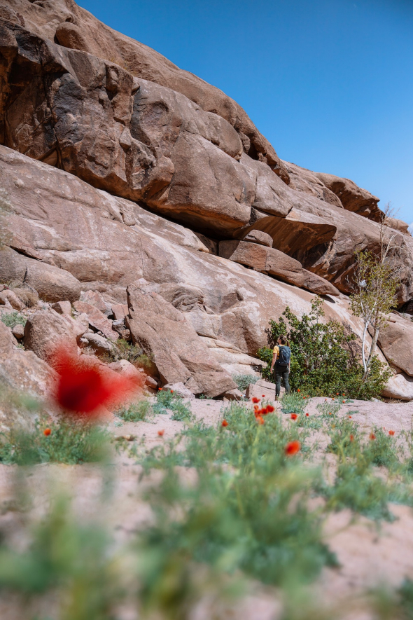 Desert Bloom: Outdoor scene with a hiker walking among red poppies and rocky terrain, with a blurred red spot in the foreground.