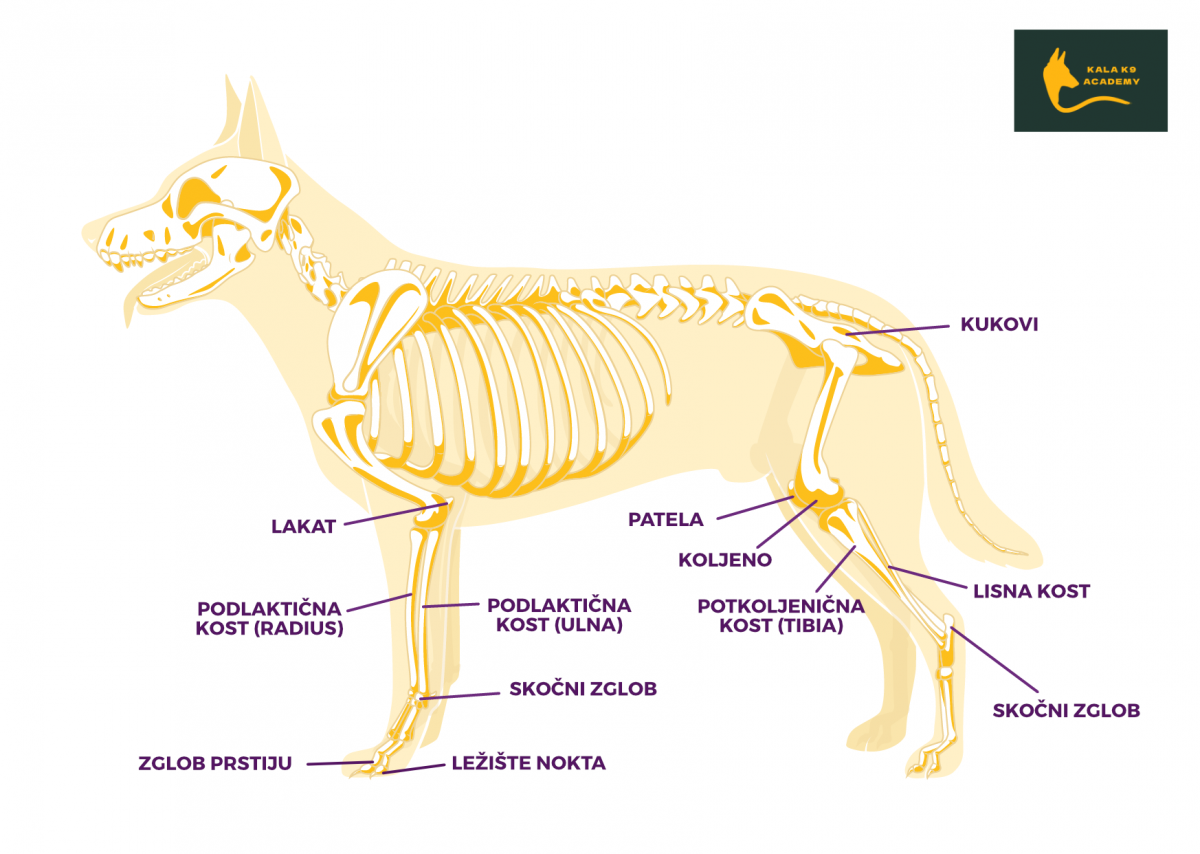 anatomija kostiju i zglobova psa