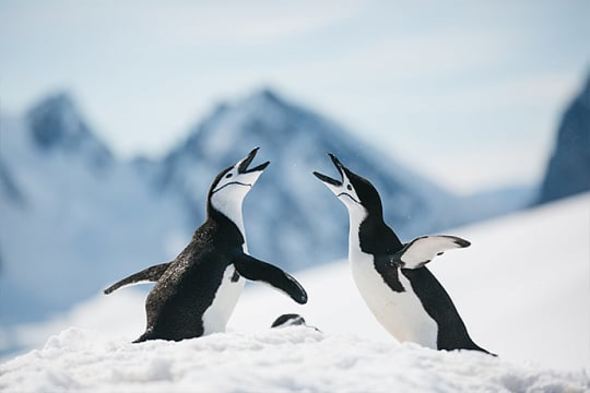 Chinstrap penguins singing