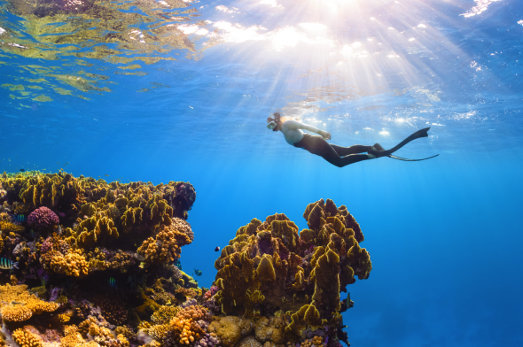 Oceanic Serenity: A free diver glides underwater near a coral reef teeming with marine life, with sunlight filtering through the surface above.
