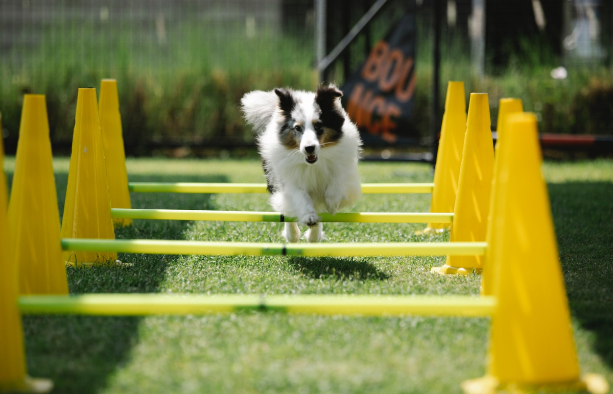 jačanje veze sa psom kroz agility trening