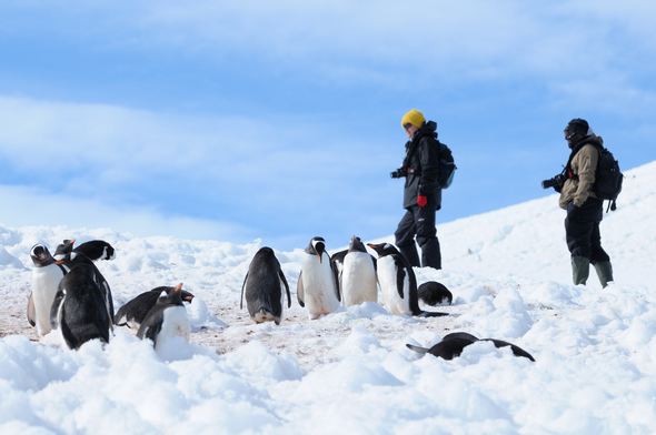 More Penguins!