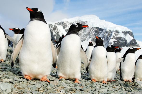 Included Penguin Sightings in Antarctica