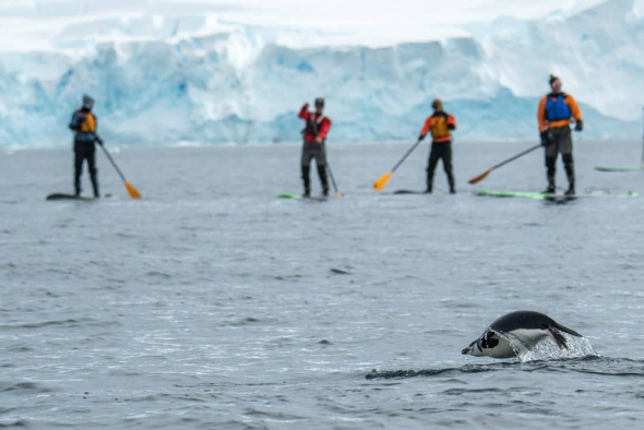 A penguin swimming with paddleboarders