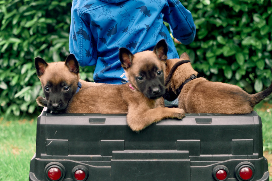 štenci belgijskog ovcara u kamionetu