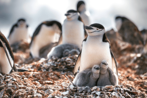 Chinstrap penguin and her chicks