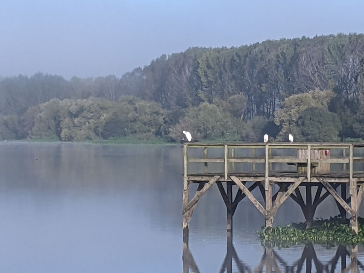 Image: The photo shows three egrets resting on a pier overlooking the Pateira de Fermentelos in Portugal