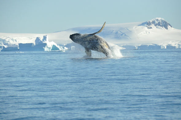 Whale sightings are common