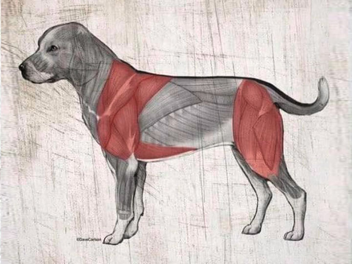 Koji mišići se aktiviraju dok pas lagano šeta