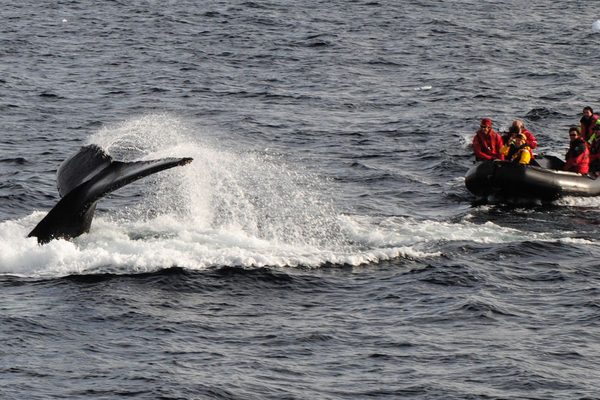 Whale splashing a zodiac in Antarctica