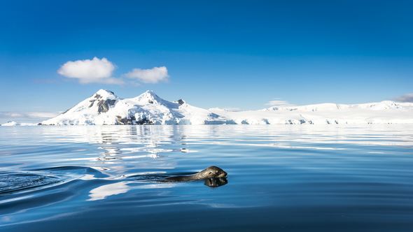 Swimming Fur Seal in Antarctica