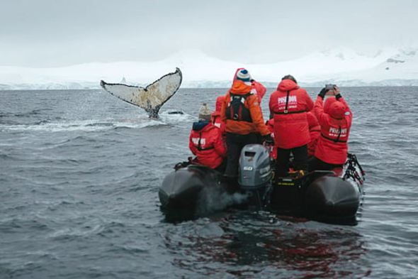 Whale sighting on a zodiac ride